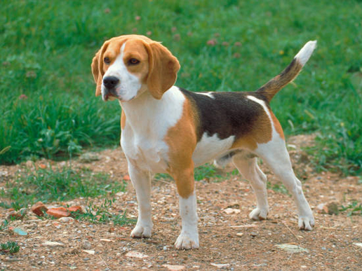 Beagle-3