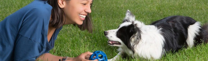 10-Divertidas-Actividades-para-Disfrutar-con-tu-Perro-casita-de-perro