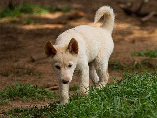 Aidi-cachorro-(Perro-de-Montaña-del-Atlas)-Caminando-de-frente-en-el-campo