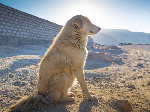 Aidi-(Perro-de-Montaña-del-Atlas)-sentado-mirando-al-horizonte-en-un-paisaje-de-montaña