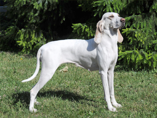 Un perro Billy blanco parado en un jardín verde, mirando hacia el horizonte.