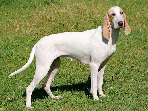 Perro de raza Billy parado en el pasto, exhibiendo su pelaje blanco con manchas canela claro.
