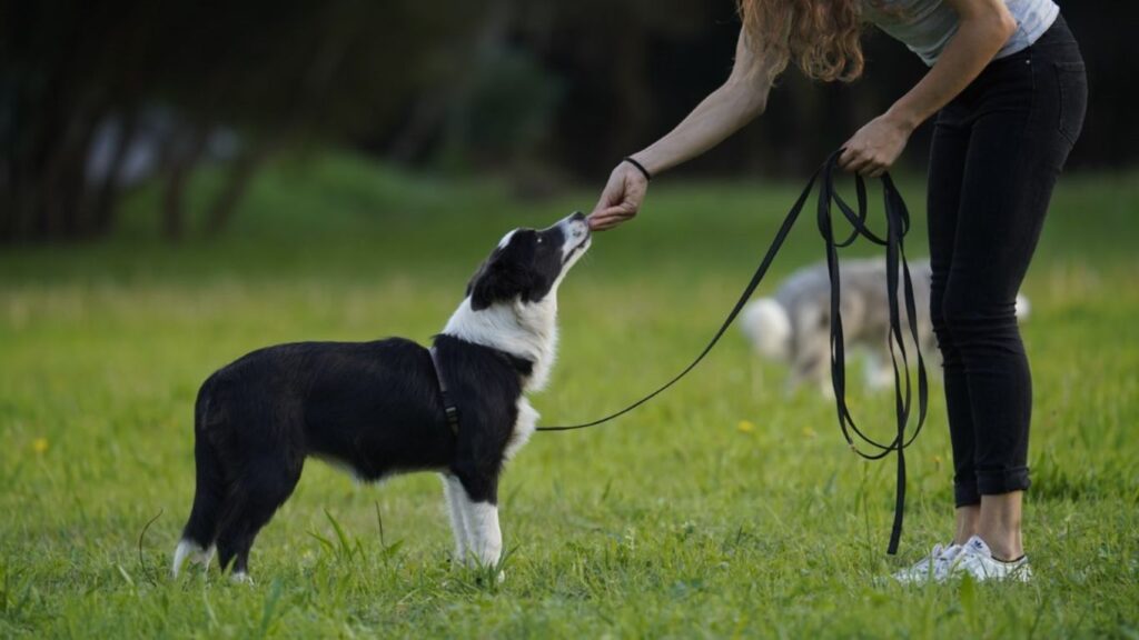 VayaDogs_adiestramiento_BorderCollie_cachorro